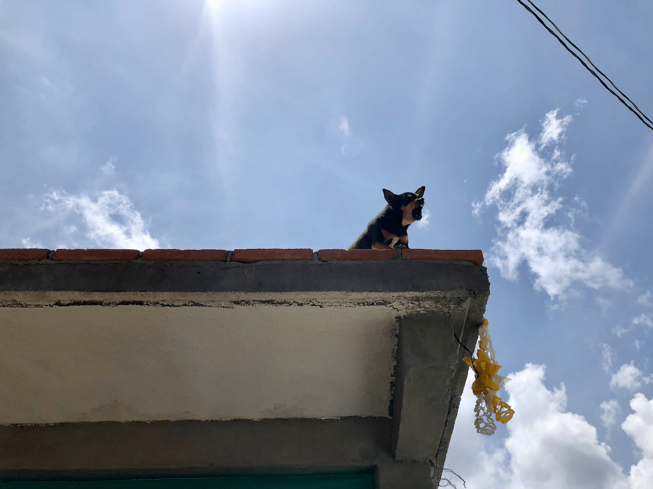 Small dog barking from the edge of a rooftop against a blue sky with clouds