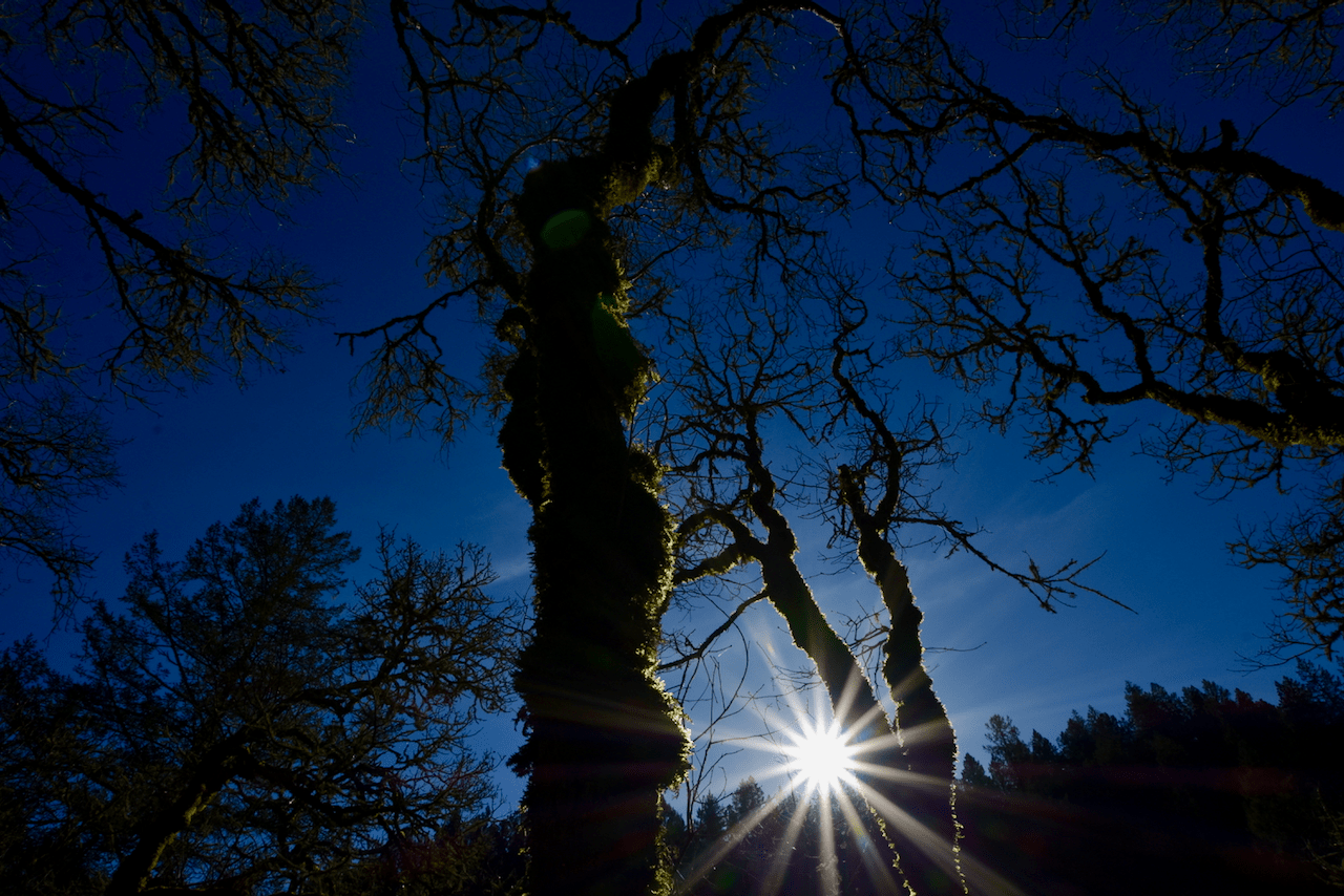 Silhouette of tree branches against a deep blue sky with sun creating a starburst effect