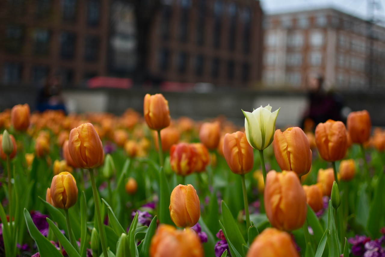 Field of orange tulips with one white tulip standing out, urban buildings in the background