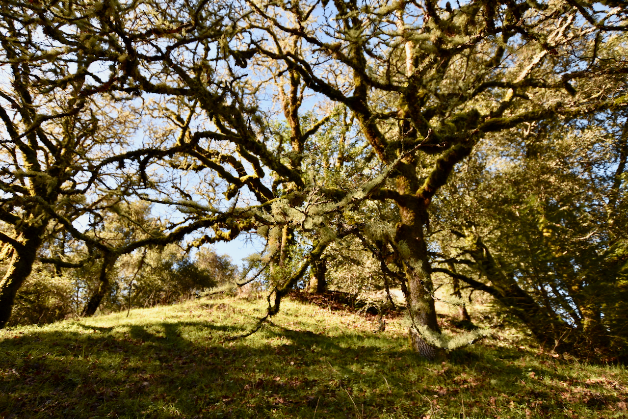 Landscape with twisted, moss-covered trees on a grassy hillside