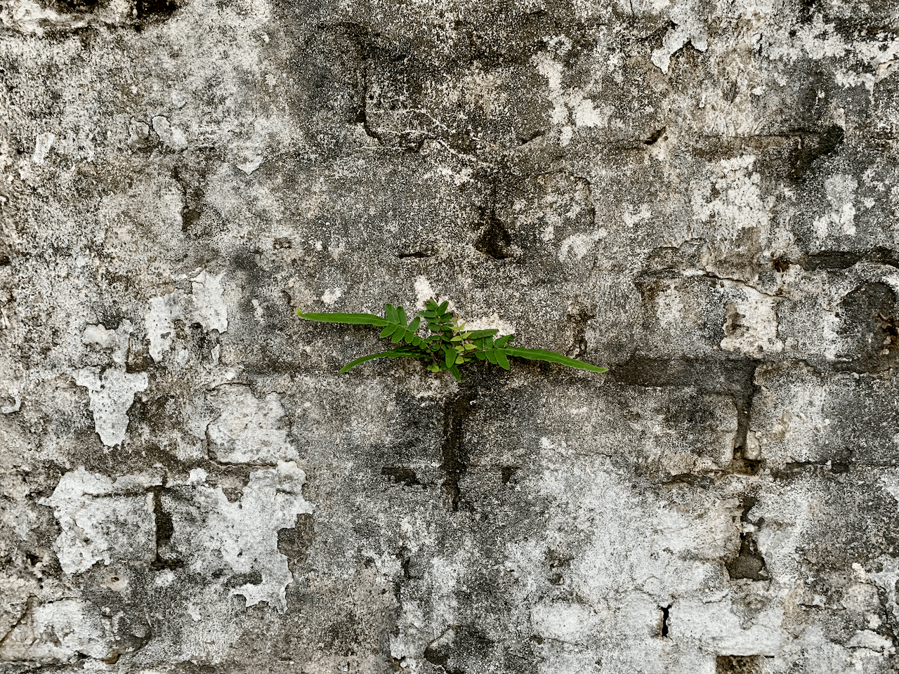 Small green plant growing from a crack in a weathered gray concrete wall