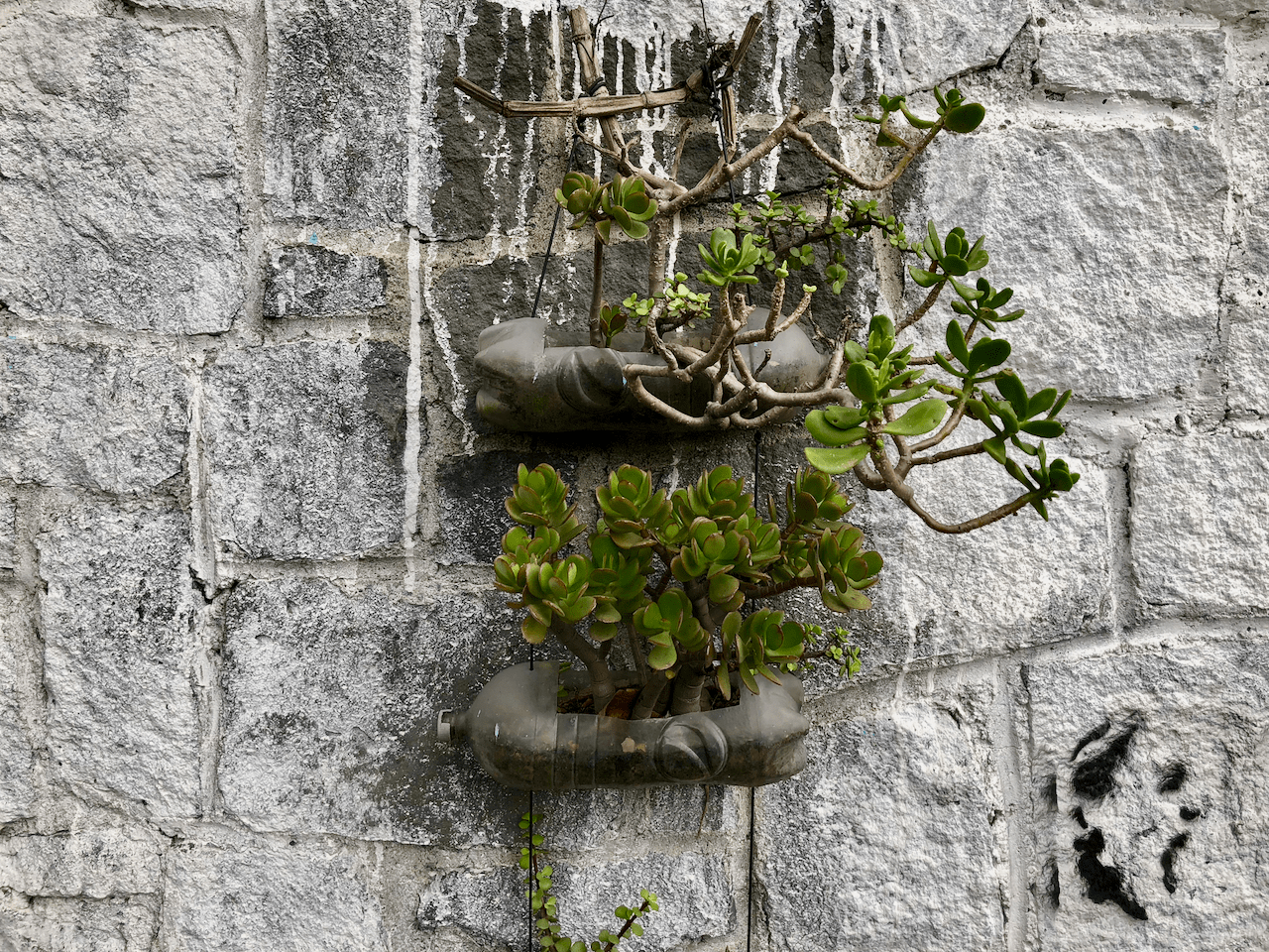 Succulent plants growing in repurposed plastic bottles mounted on a white brick wall